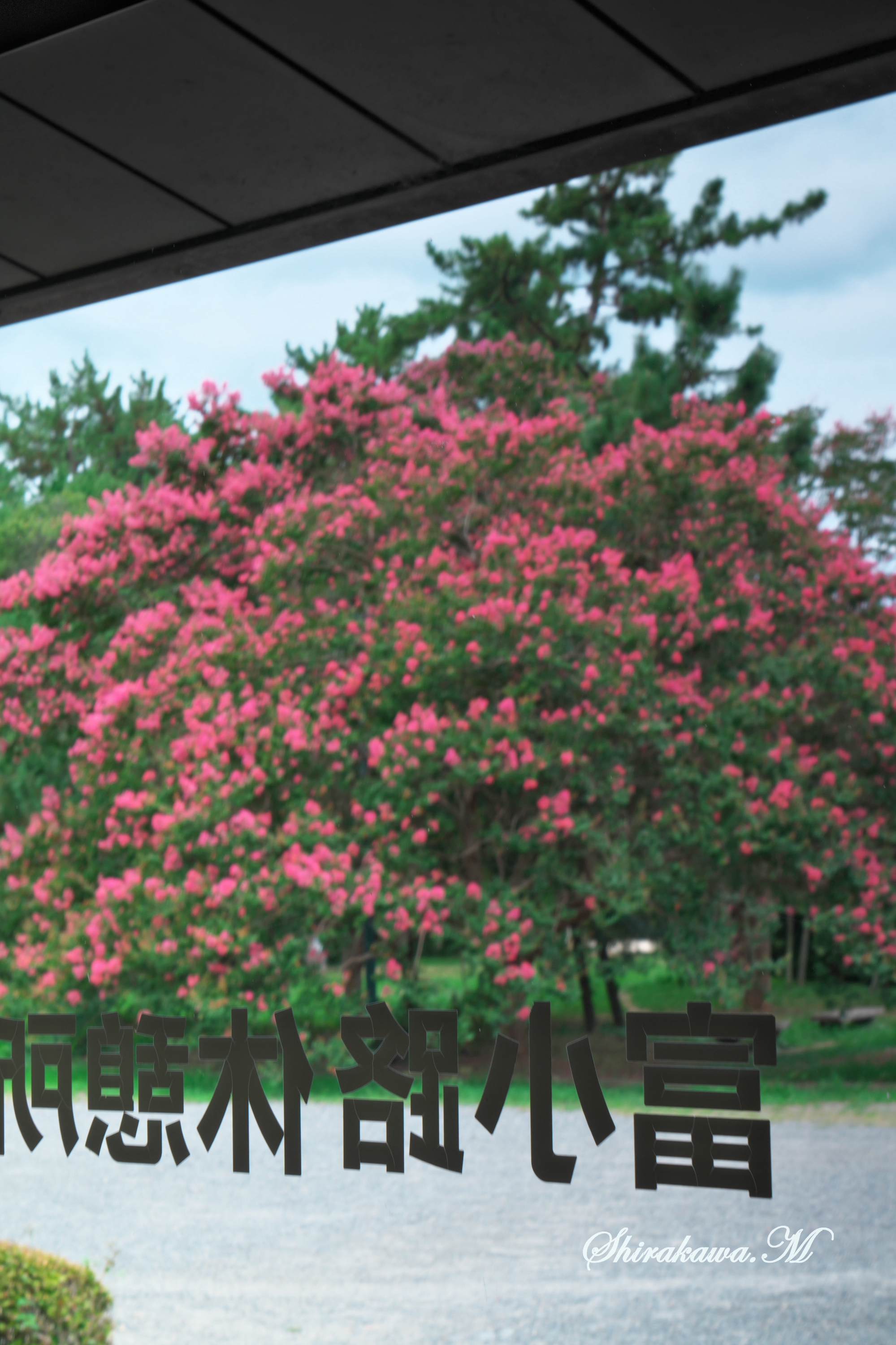 京都夏の花 | 🌸京都花歩き🌸