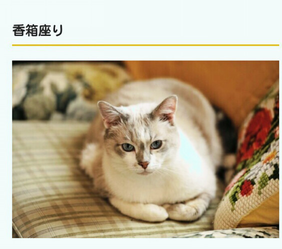 ネコちゃん 香箱座り Plus Sn10