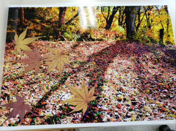 押し葉を使って味のある作品に Nagaokauniv Photo Club 押し葉を使って味のある作品に Nagaokauniv Photo Club