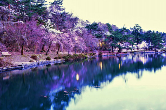 悠久山のライトアップ撮影とお知らせ Nagaokauniv Photo Club 悠久山のライトアップ撮影とお知らせ Nagaokauniv Photo Club