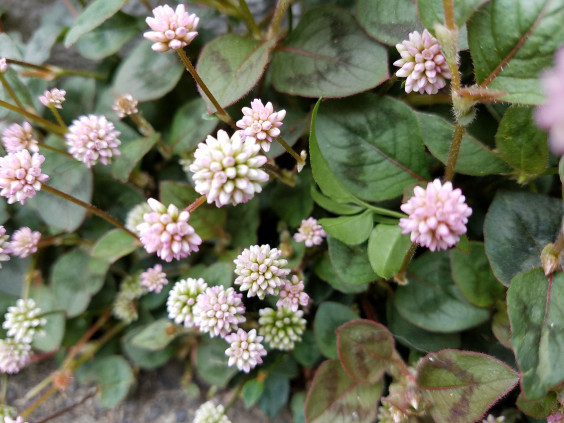 春の草花 かわつきたかよぶろぐ