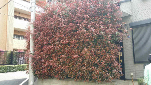 赤い葉っぱの庭木はレッドロビン お手入れ方法 埼玉県さいたま市西区エリアの剪定業者 大きな庭お任せ下さい マルニシ造園