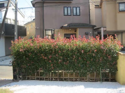 レッドロビン垣根 生垣 の刈り込み 真っ直ぐ刈るコツ さいたま市庭木剪定業者 マルニシ造園 Yusuke Nishiono