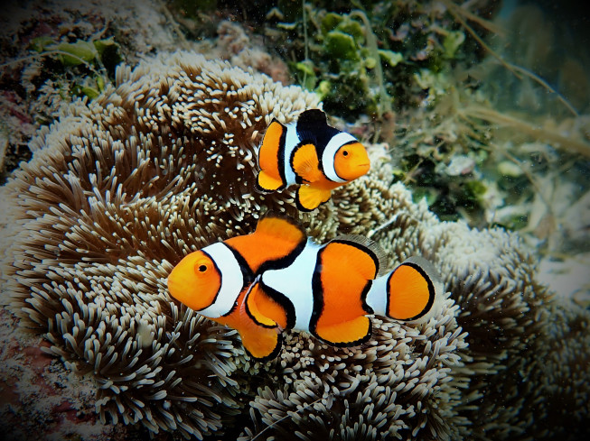 Clown Anemonefish Niugini Dive Adventures