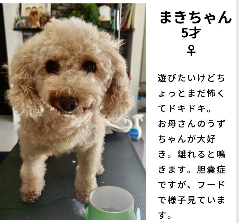 家族募集犬情報 | 犬の心をつなぐWA ポチの会