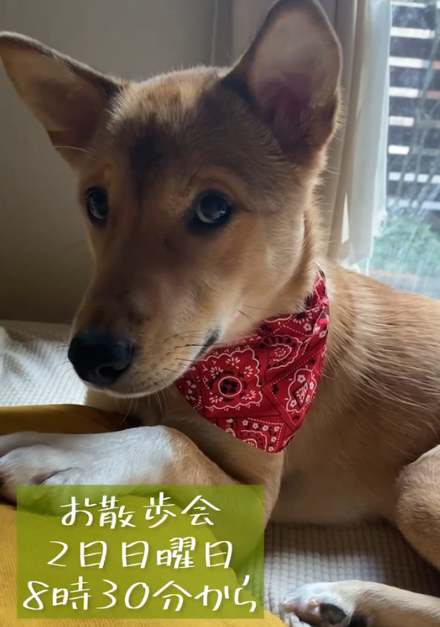 明日2日日曜日 予定時間を少しはやめ8時30分から若里公園でポチのお