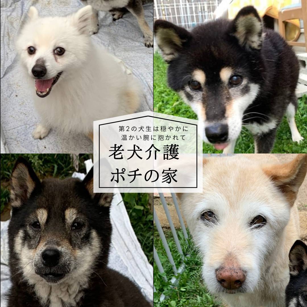 ポチの家🏠通信④ | 犬の心をつなぐWA ポチの会