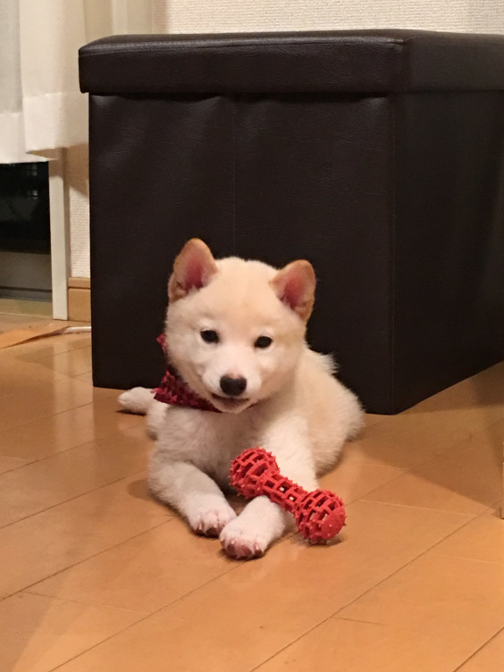 コロッケさん 普通の柴犬 の体重推移 ころころ家からの報告書