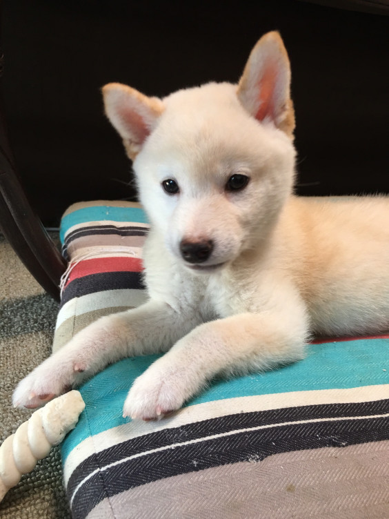 コロッケさん 普通の柴犬 の体重推移 ころころ家からの報告書