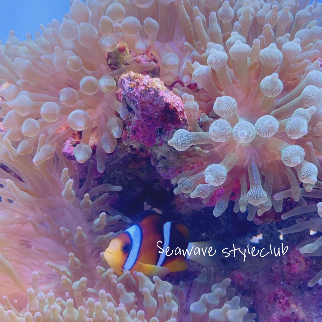 nail&eyelash SeaWave Style Club