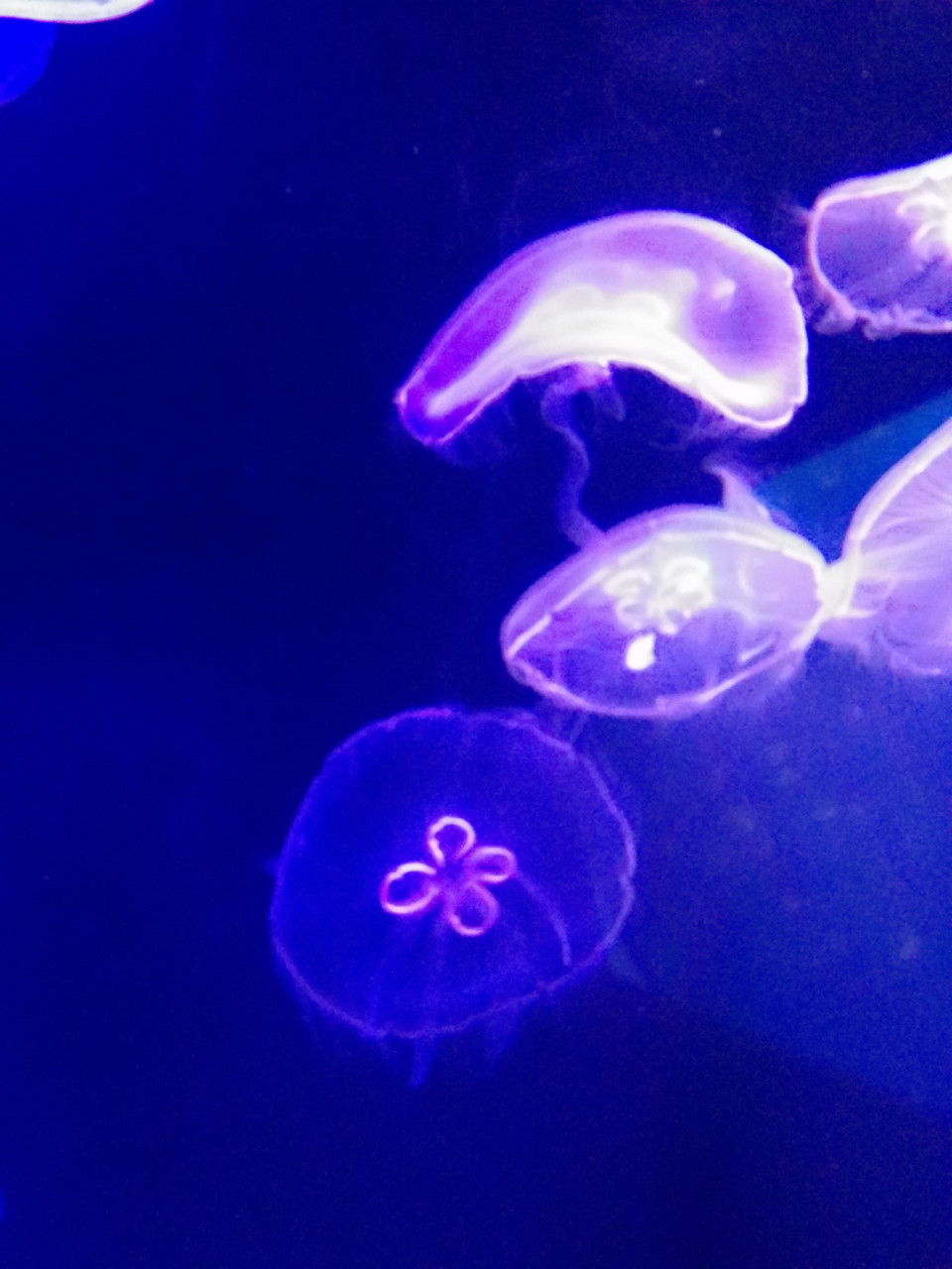 話題の 蜷川実花さんとすみだ水族館 待受画面シリーズ 中目黒のネイリストです