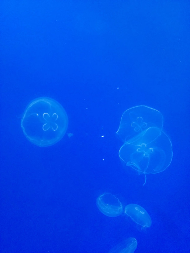 話題の 蜷川実花さんとすみだ水族館 待受画面シリーズ 横浜のネイリストです