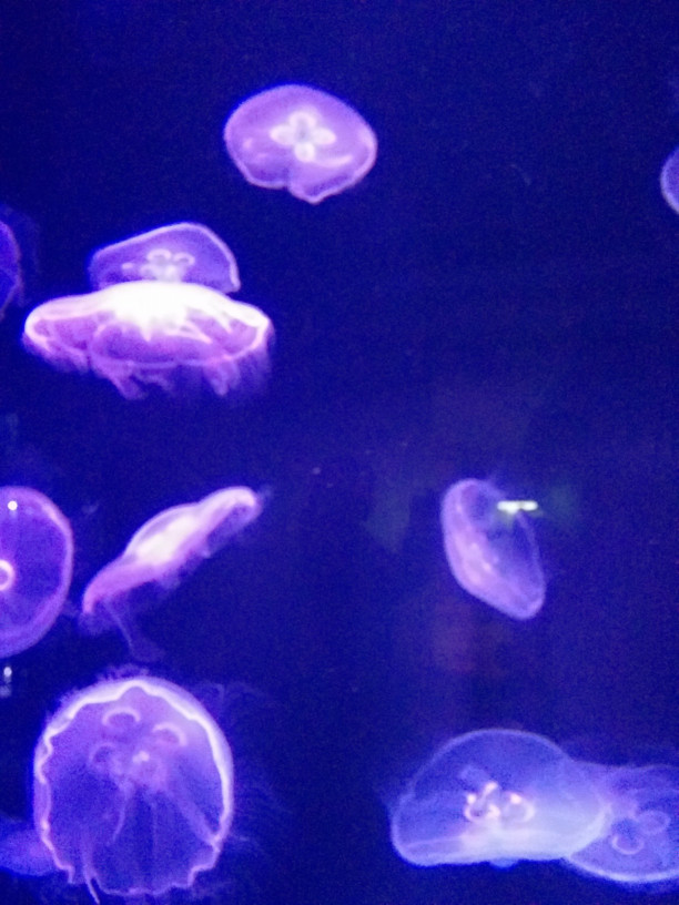 話題の 蜷川実花さんとすみだ水族館 待受画面シリーズ 横浜のネイリストです