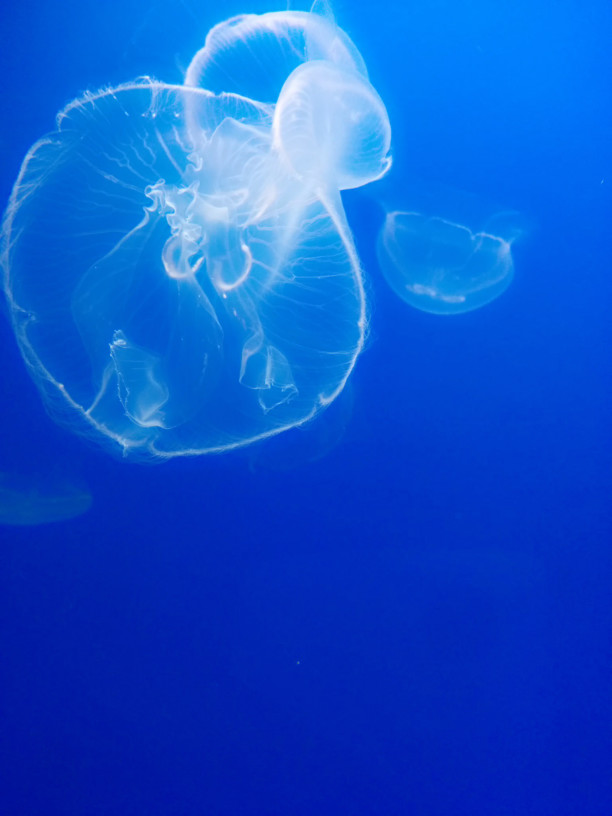 話題の 蜷川実花さんとすみだ水族館 待受画面シリーズ 中目黒のネイリストです