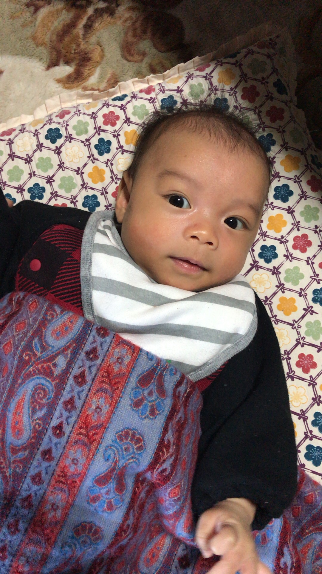 お国はどちら ねこいる