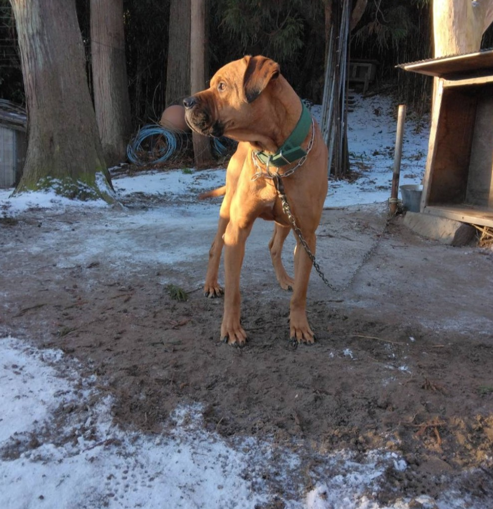 土佐犬の写真が届きました。 | 首輪やリード等を扱うオンラインストア／ DOG MAN SUPPORT JAPAN