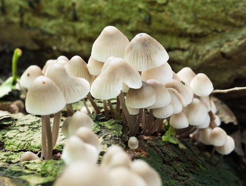 Mushroom Amsterdam