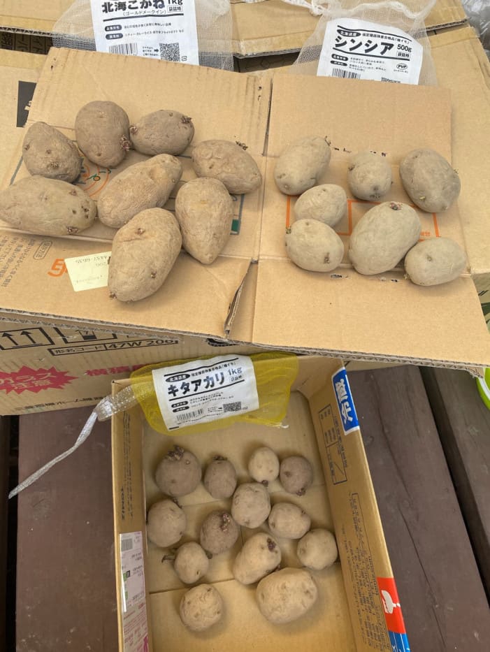 Natural farming 自然栽培ジャガイモ 知育 シュタイナー教育 知育