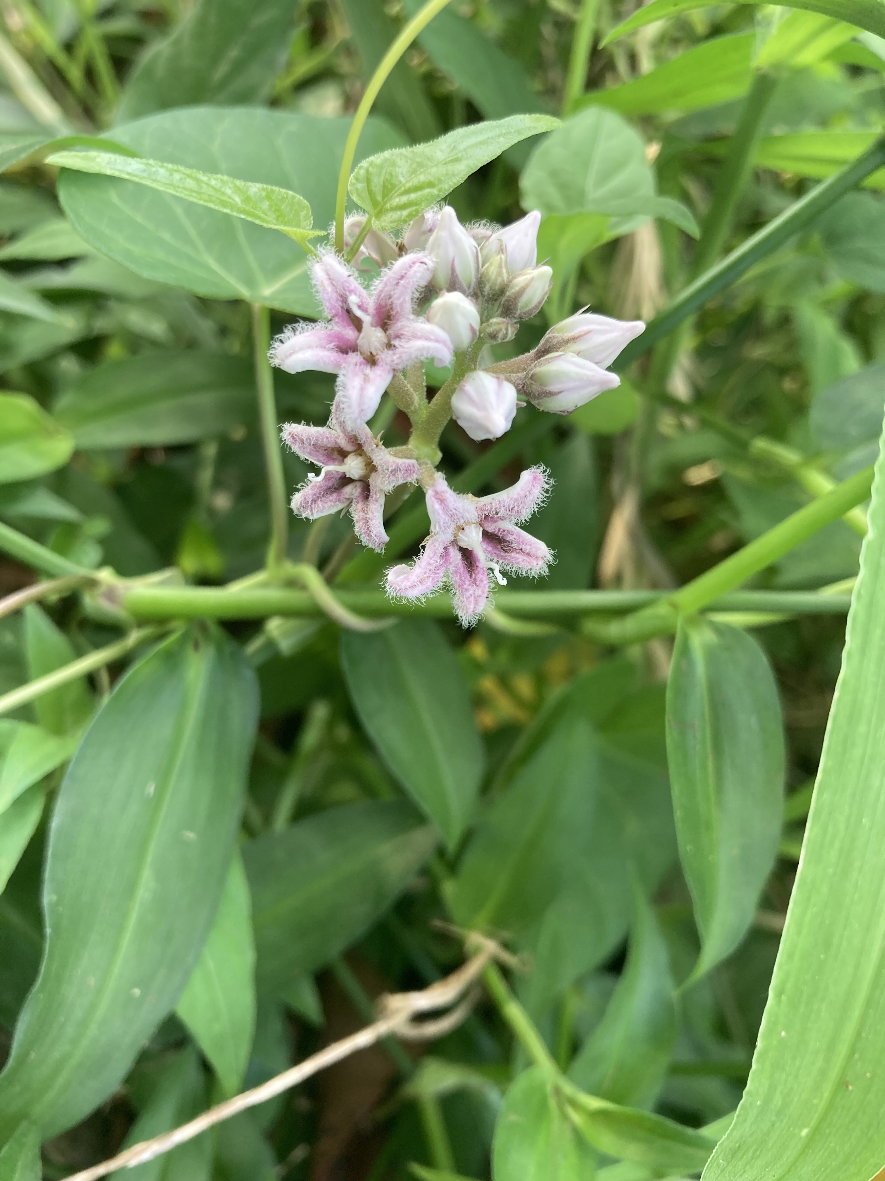 🌼植物（野草の花）シリーズ partⅢ🌼 | 青ちゃんの写真館