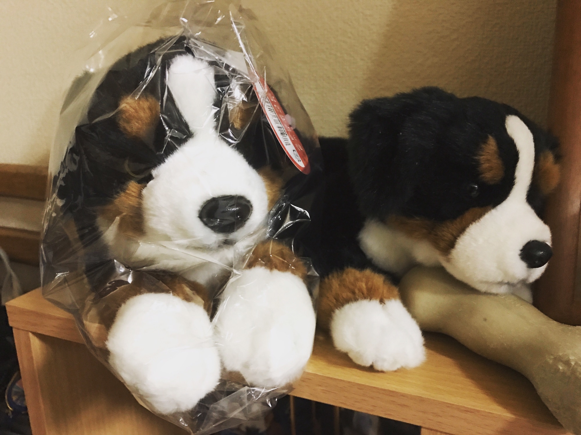 ゲットヾ(*ﾟ▽ﾟ)ﾉ | Barney ((((っ・ω・)っ