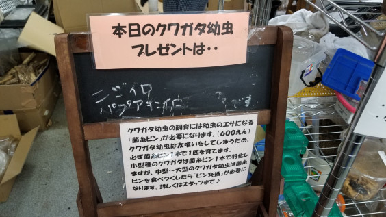イベント 幼虫無料プレゼント 館山クワガタセンター公式ｈｐ