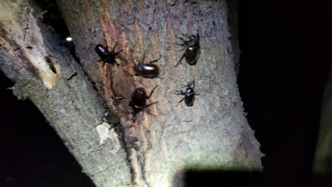 館山クワガタセンター公式ｈｐ