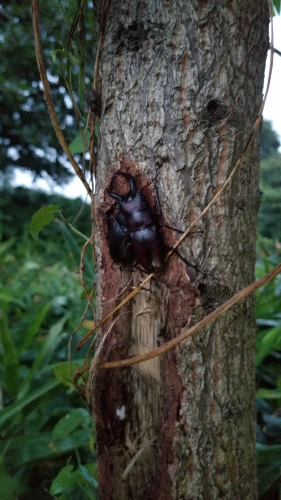 夏の採集 館山 房総 館山クワガタセンター公式ｈｐ