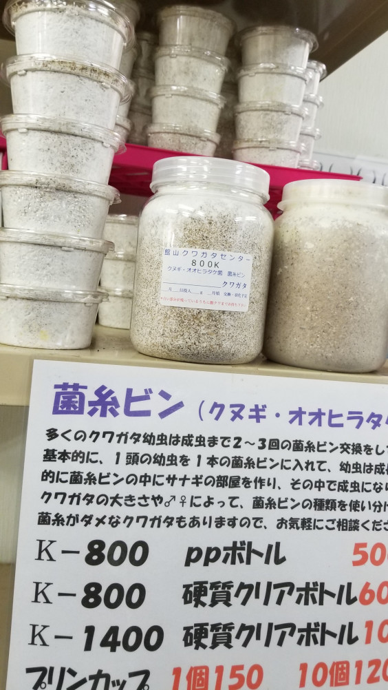 最も人気のある 館山 クワガタ カービィ 壁紙