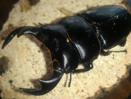 館山クワガタセンター公式ｈｐ