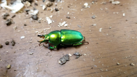 館山クワガタセンター公式ｈｐ