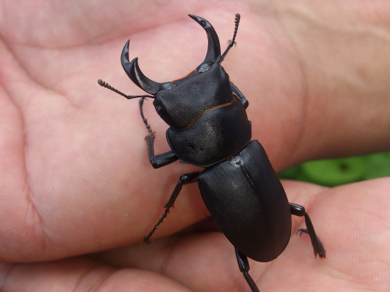 在庫 18 8 15現在 館山クワガタセンター公式ｈｐ