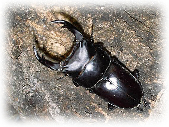 世界のクワガタたち オオクワガタ編 館山クワガタセンター公式ｈｐ