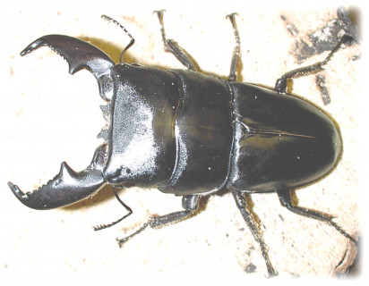 館山クワガタセンター公式ｈｐ