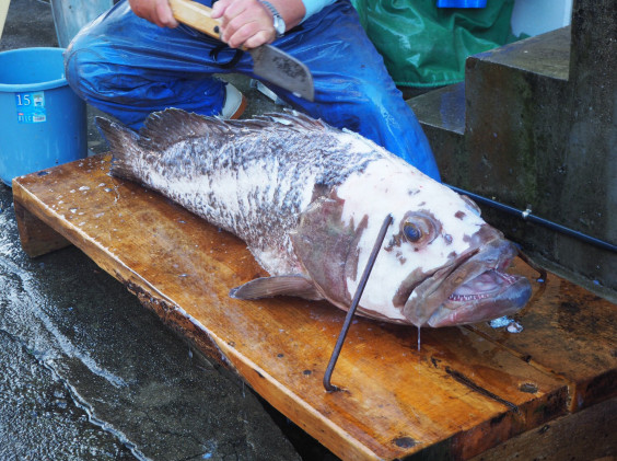 今日もせっせとクエ捌き 民宿 波満の家