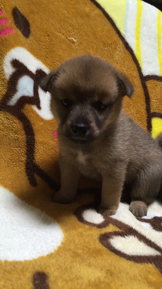 柴系 ミックス 子犬 オス メス 里親募集 広島犬猫里親募集の会