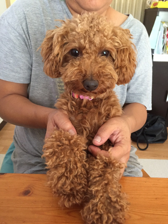 トイプードル オス 里親募集 広島犬猫里親募集の会