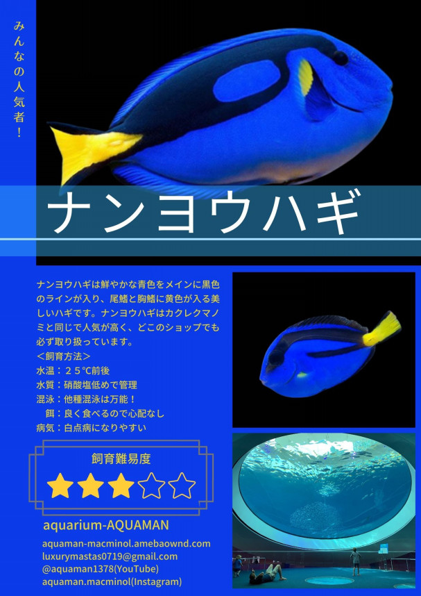 私の名前は「ドリー」！ ナンヨウハギ | aquarium AQUAMAN