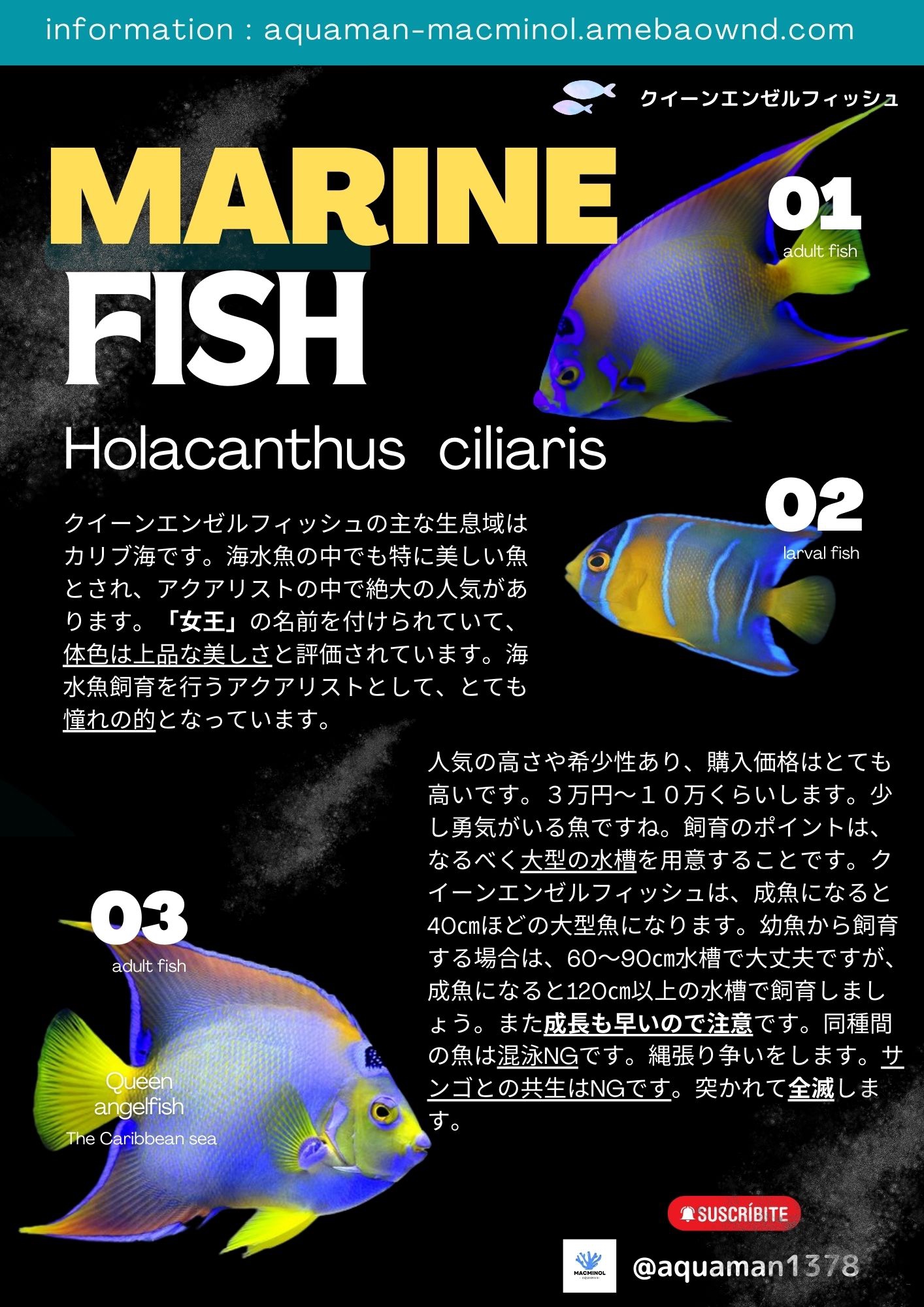 Aquazone （アクアゾーン）オプションディスク「エンゼル・フィッシュ」 Aquazone （アクアゾーン）オプションディスク「エンゼル