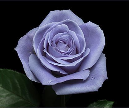 Blue Rose 写真のある日常を