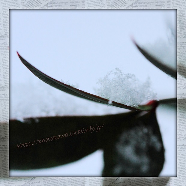 マクロレンズde雪の結晶*まとめ*キャノンEossKiss  おしゃれ写真かわ 