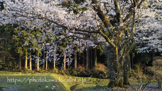 18 4 8sun 寺家公園の開花状況レポ おしゃれ写真かわ School