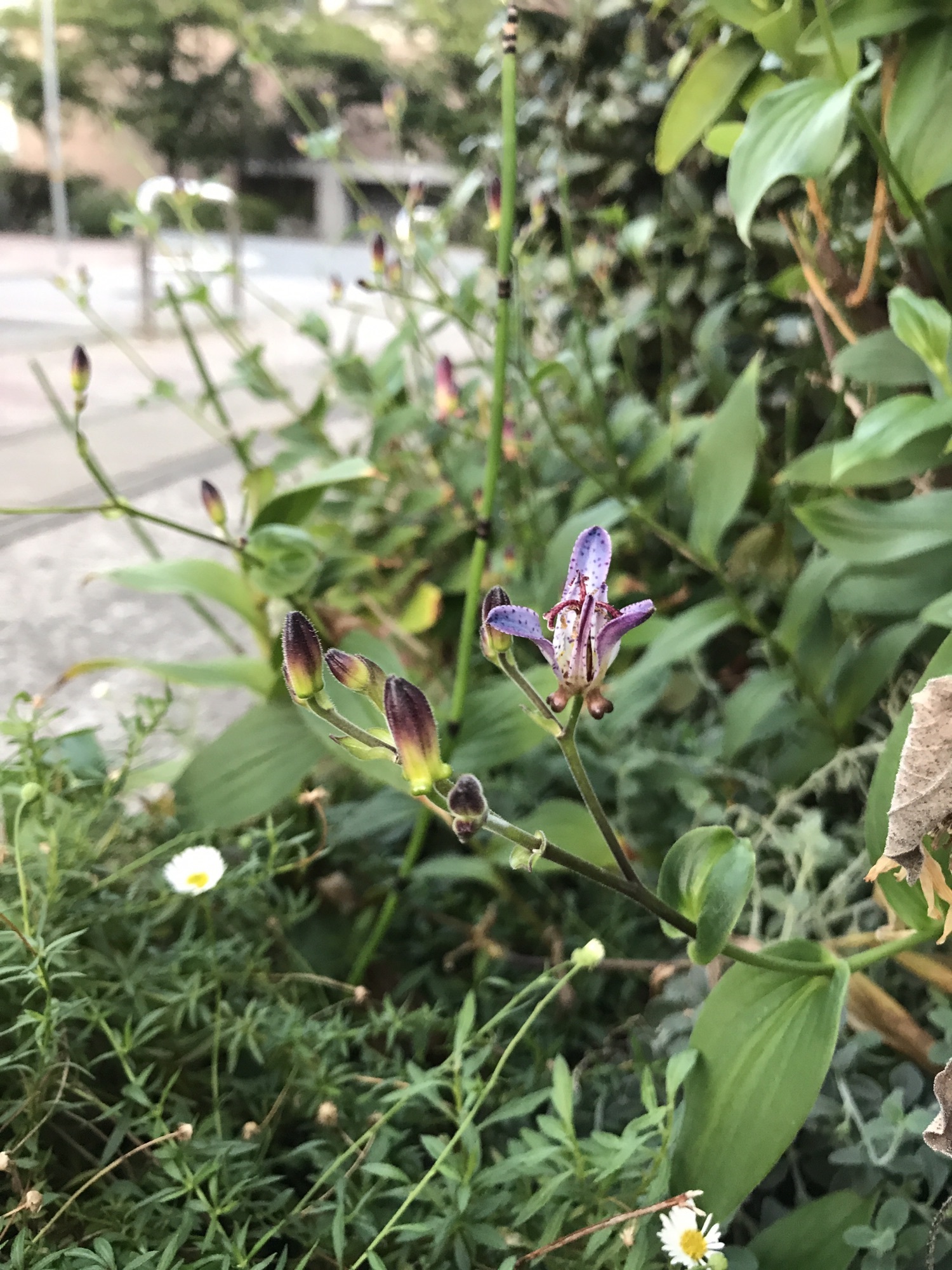 茶道、花つぼ 538f42e5e9dd8f766632da9d69280a