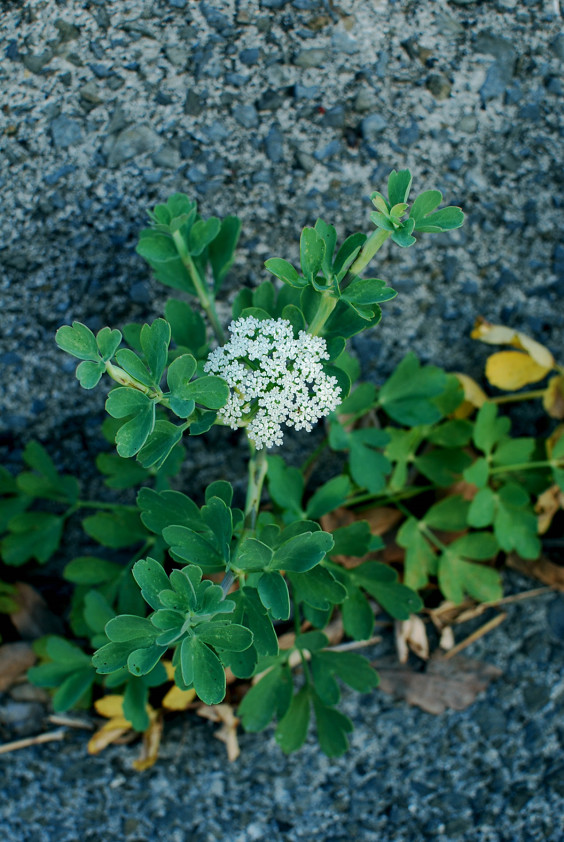 長命草 ぼたんぼうふう 坊津 Photojournal