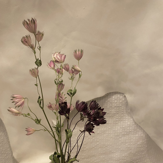 アストランチャ Shelter Cafe