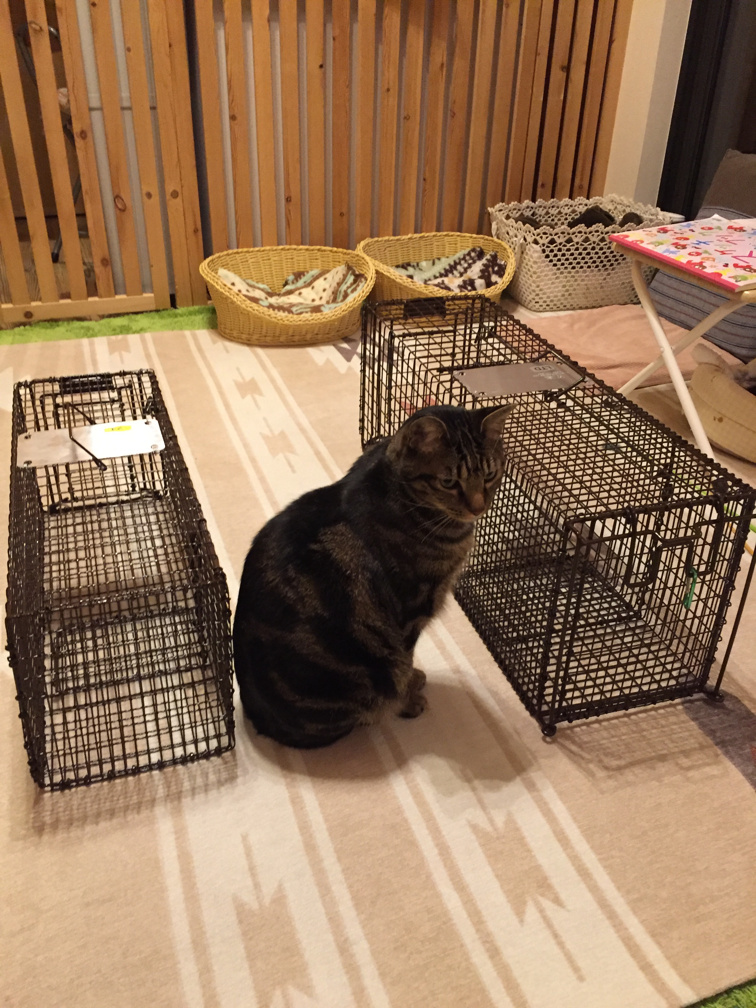 捕獲器の貸し出しはこちら ねこ処 抜針与楽 保護ねこhome