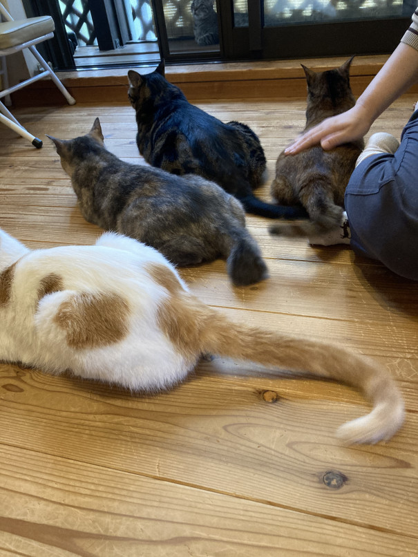 店内 風景 ねこ処 彡抜針与楽 保護ねこhome 店内 風景 ねこ処 彡抜針与楽 保護ねこhome
