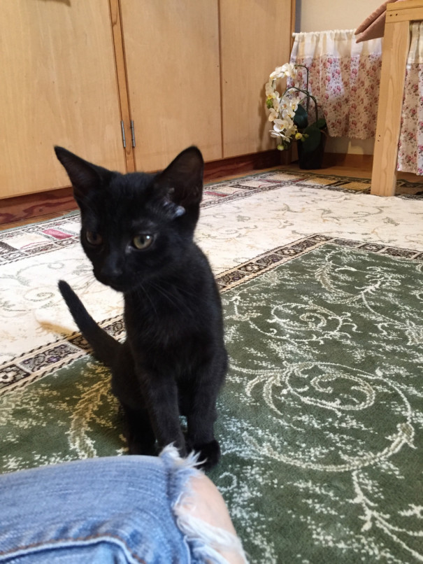 ラトくん成長過程 ねこ処 抜針与楽 保護ねこhome ラトくん成長過程 ねこ処 抜針与楽 保護ねこhome