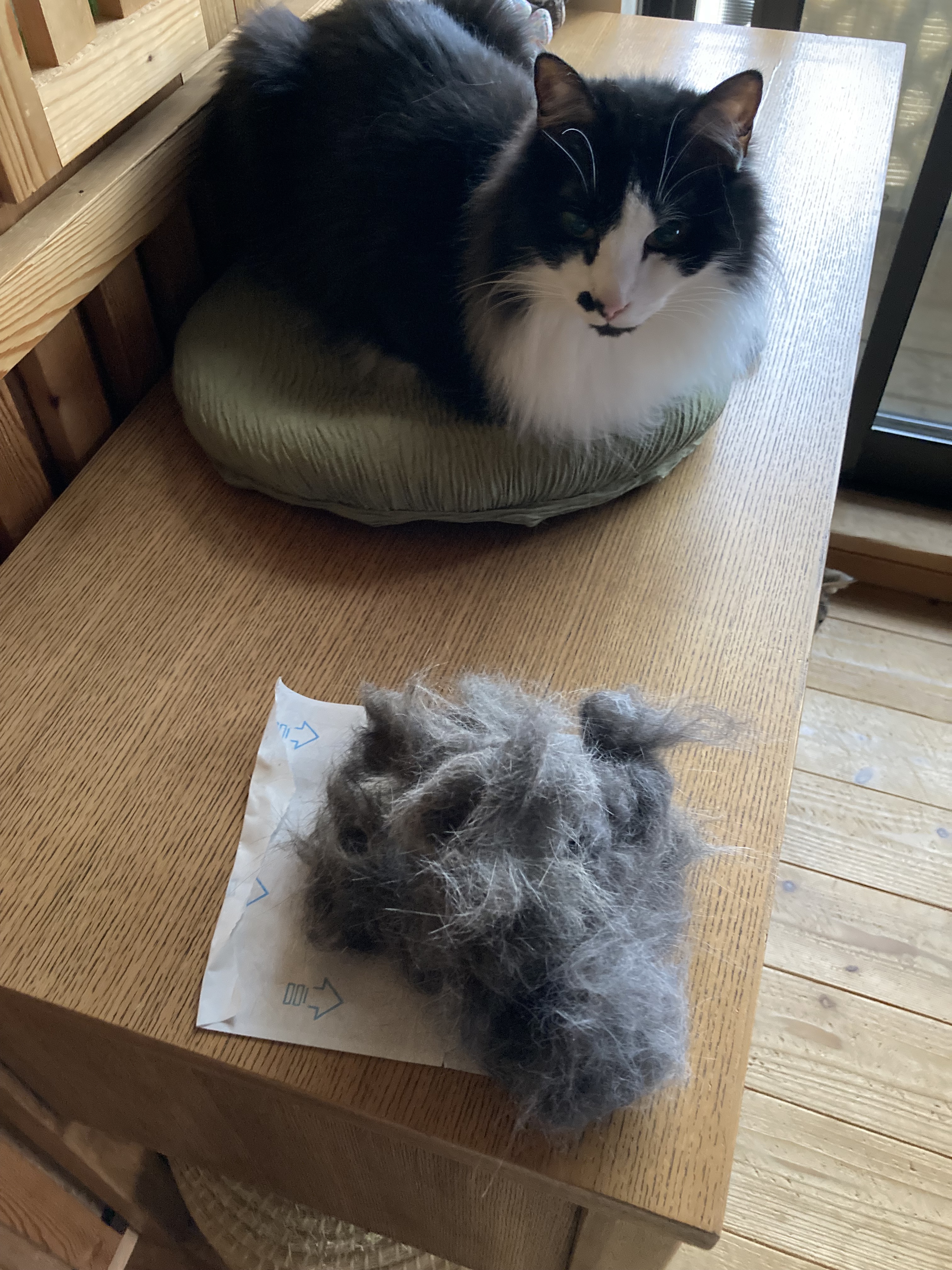 祝卒業】100匹の多頭崩壊の現場から保護された猫が里親さんのも