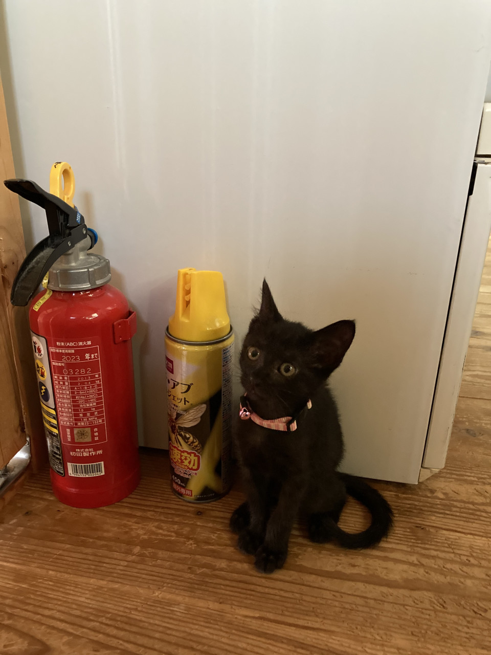 Tnr 野良猫の 避妊 去勢 １５匹 ねこ処 彡抜針与楽 保護ねこhome