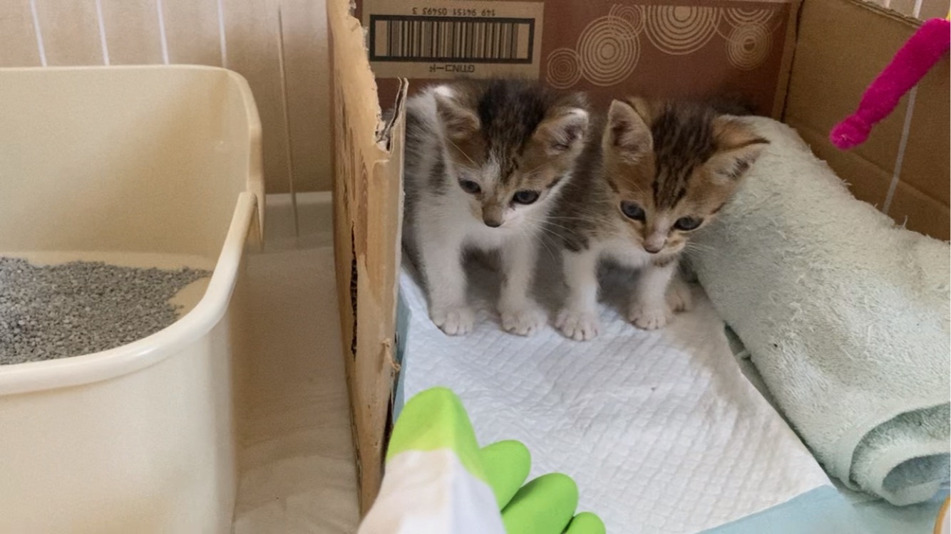 ♡ねむり猫様確認ページ♡ 限定 ねむねむ企画？ B-SIDE LABEL ネコ寝かしつけ マシュキン